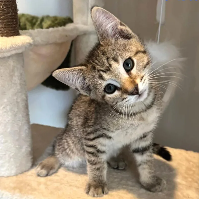 A baby small-sized male Domestic Short Hair cat named Kieffer for adoption in Cumming, GA