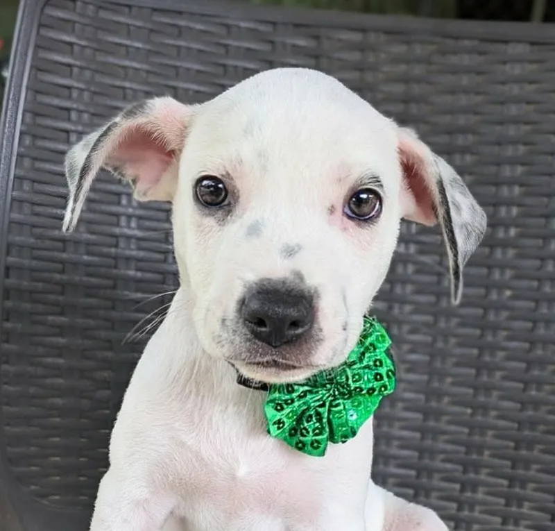 A baby medium-sized female White / Cream Cattle Dog dog named Boss Baby for adoption in Ozark, AL