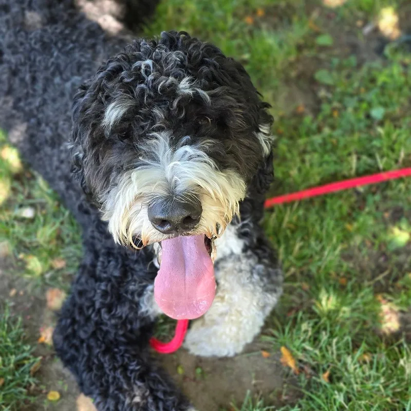 A young extra large-sized male Black Bernese Mountain Dog dog named Jax for adoption in East Hanover, NJ