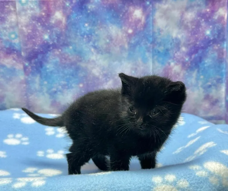 A baby small-sized female Domestic Short Hair cat named Millie for adoption in Washington Court House, OH