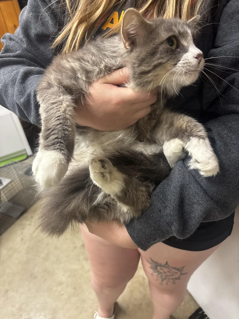 An adult medium-sized male Gray & White Domestic Long Hair cat named Pancake for adoption in Fort Madison, IA