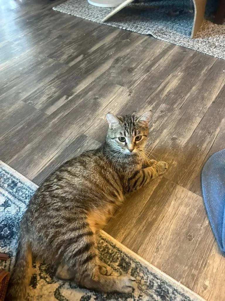 A young medium-sized female Domestic Short Hair cat named Jynx for adoption in Wintersville, OH