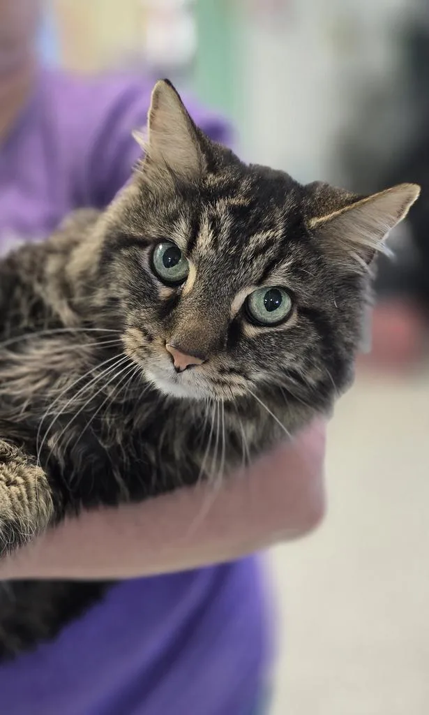 An adult medium-sized male Domestic Short Hair cat named Fabio for adoption in Athens, OH