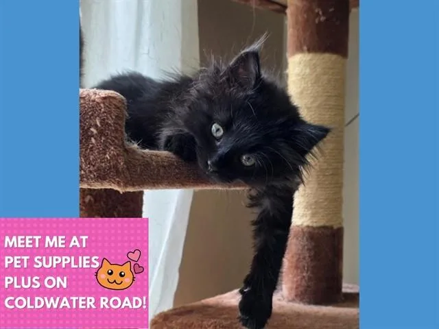 A baby small-sized female Domestic Long Hair cat named Whitney for adoption in Fort Wayne, IN