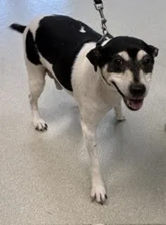 A senior medium-sized male Black Jack Russell Terrier dog named Tucker for adoption in Maryville, TN