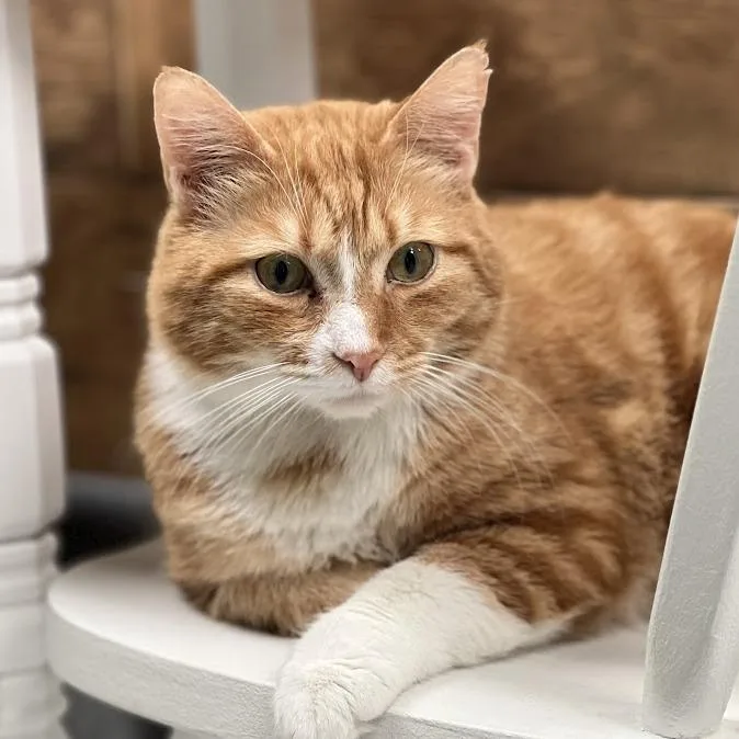 An adult large-sized male Orange / Red Domestic Short Hair cat named George for adoption in Kennett Square, PA