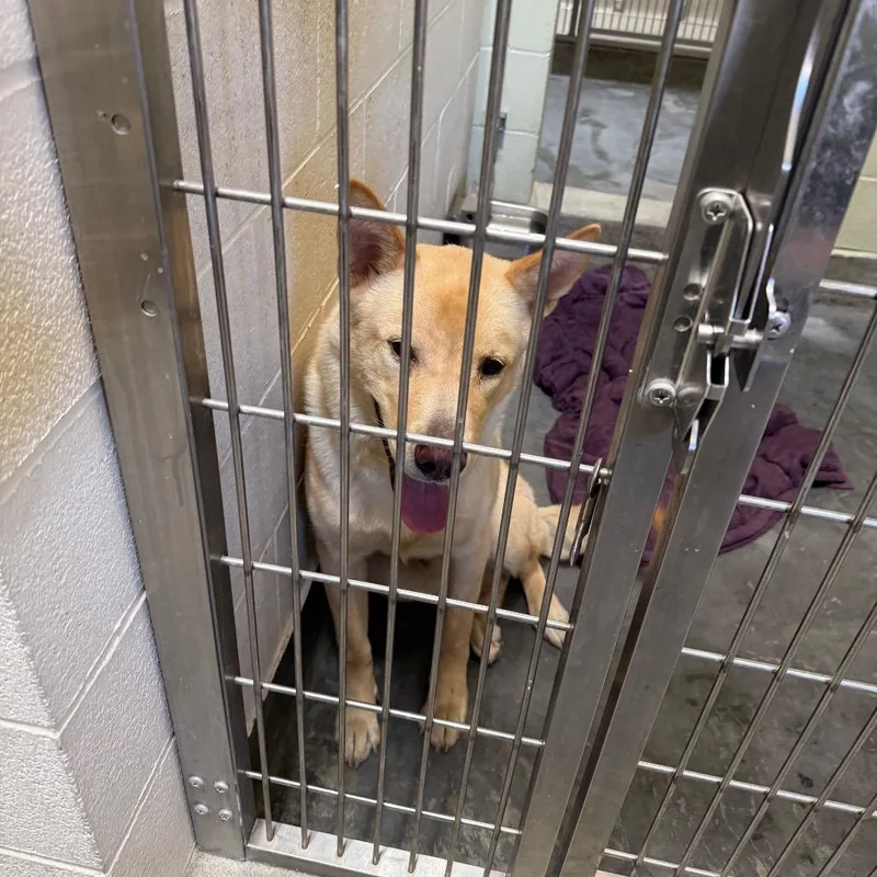 A young large-sized male Yellow Labrador Retriever dog named IEPAStray for adoption in Upland, CA