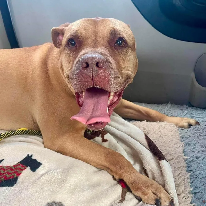 An adult large-sized female Red / Chestnut / Orange American Bulldog dog named SheRa for adoption in Greensboro, NC