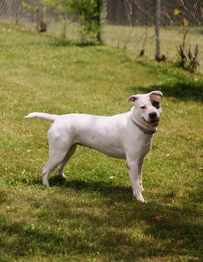 A young medium-sized female White / Cream Pit Bull Terrier dog named Cora for adoption in Battle Creek, MI
