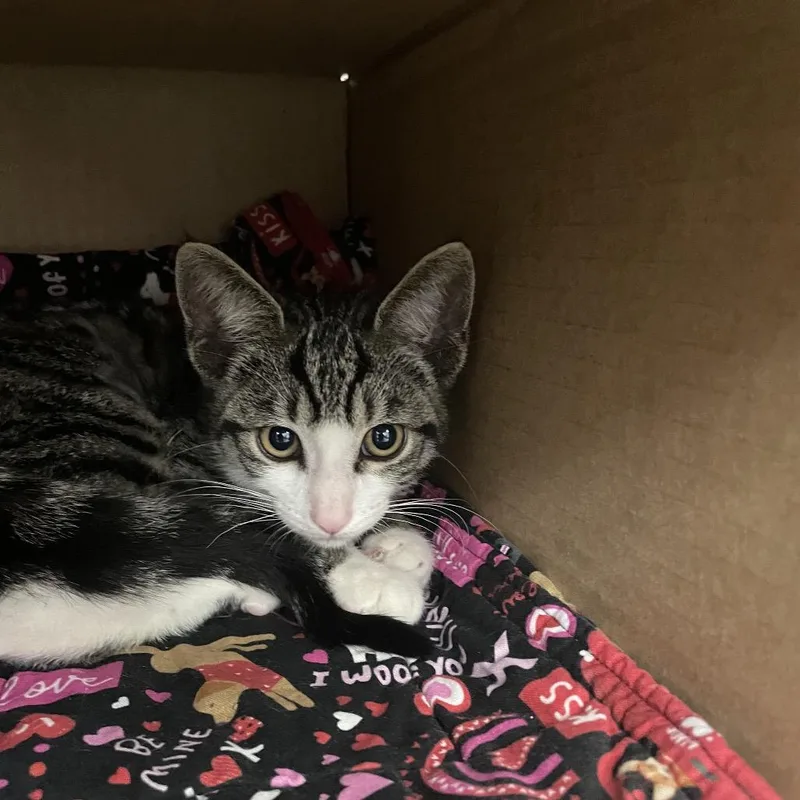 A baby small-sized male Brown / Chocolate Domestic Short Hair cat named Mouse for adoption in Lakeland, FL