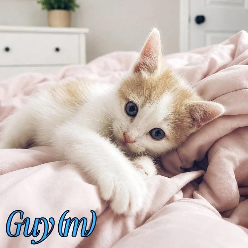 A baby small-sized male Domestic Short Hair cat named Guy for adoption in Fremont, NE