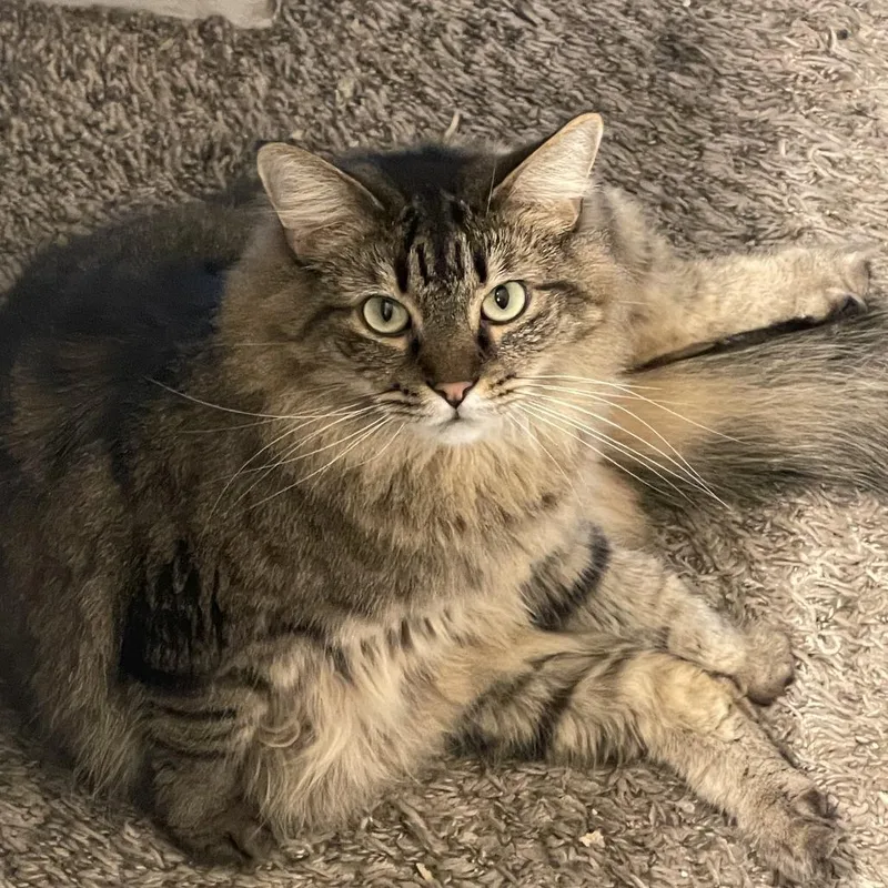 A senior small-sized female Brown / Chocolate Domestic Long Hair cat named Jinxie for adoption in Hemet, CA