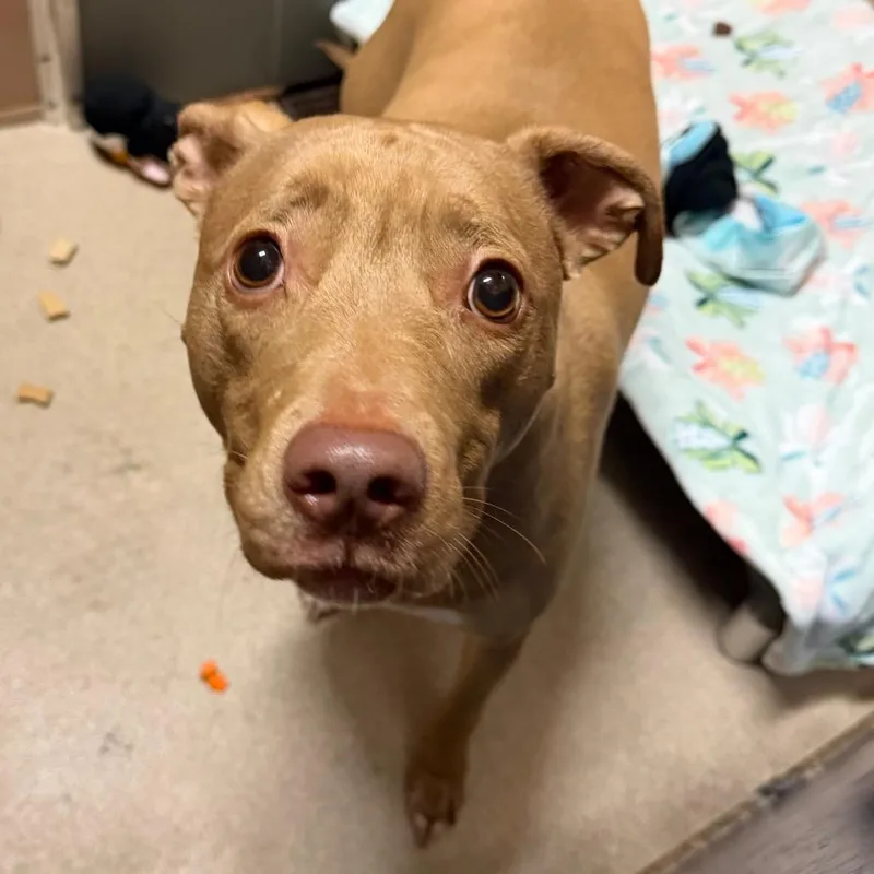 An adult medium-sized female Mixed Breed dog named Isla for adoption in Waukesha, WI