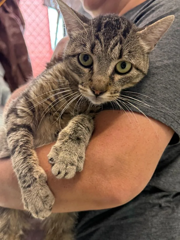 A young medium-sized male Domestic Short Hair cat named Douglas for adoption in Denham Springs, LA