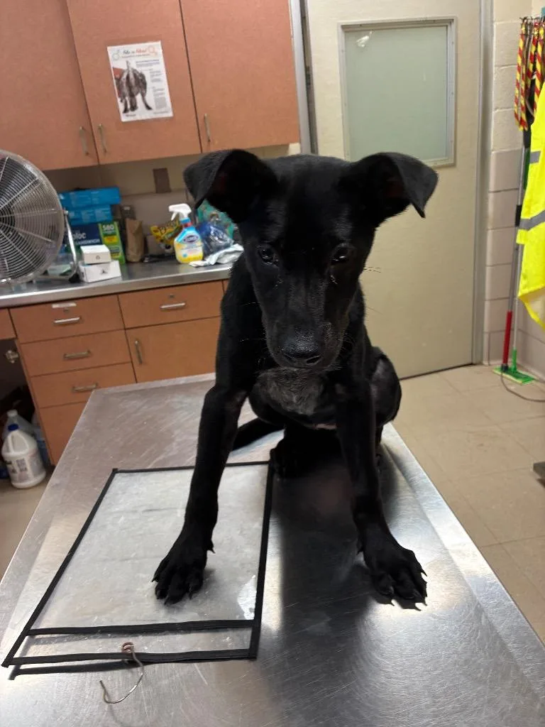 A baby small-sized female Mixed Breed dog named Stephanie for adoption in Bossier City, LA