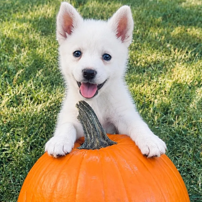 A baby medium-sized male White / Cream Siberian Husky dog named Seth for adoption in Houston, TX
