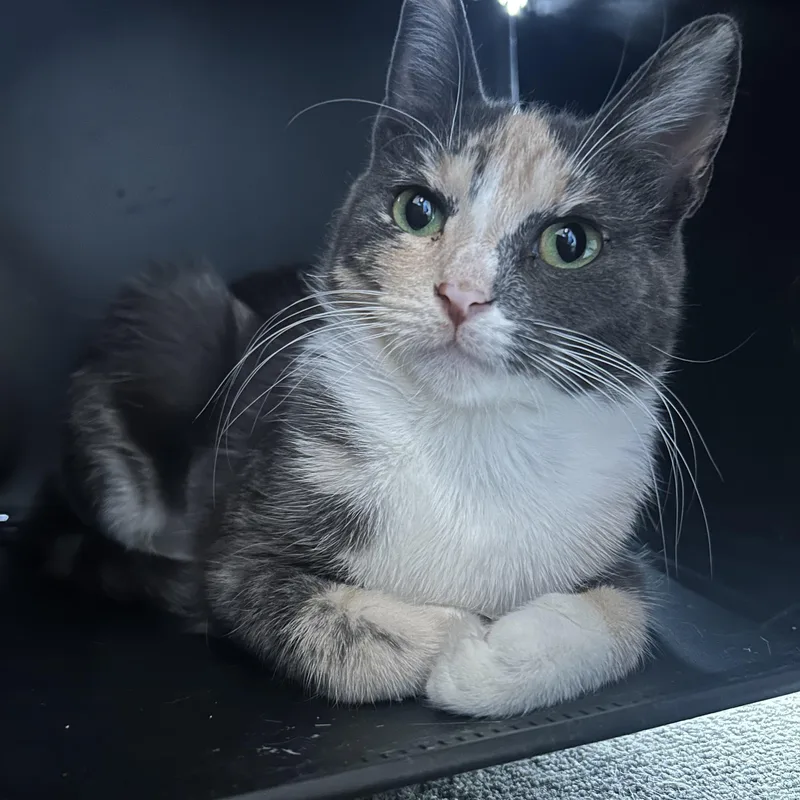 A young medium-sized female Calico Domestic Short Hair cat named Mini Millie for adoption in Oak Park, MI