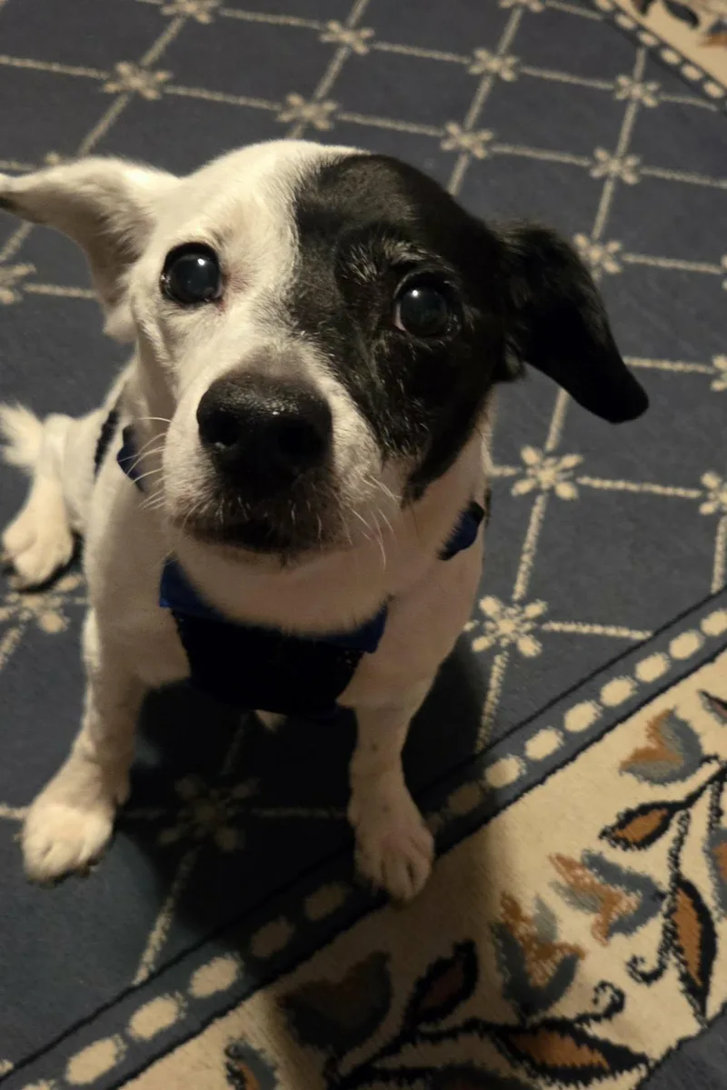 A senior medium-sized male Rat Terrier dog named Petey Clark for adoption in Saunderstown, RI