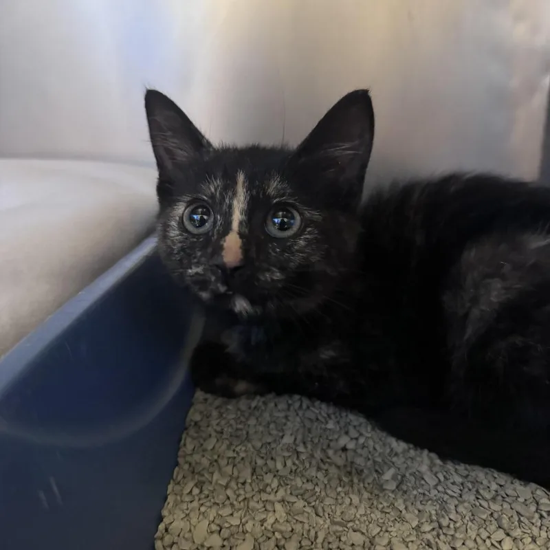 A baby small-sized female Tortoiseshell Domestic Short Hair cat named Sylveon for adoption in South Haven, MI