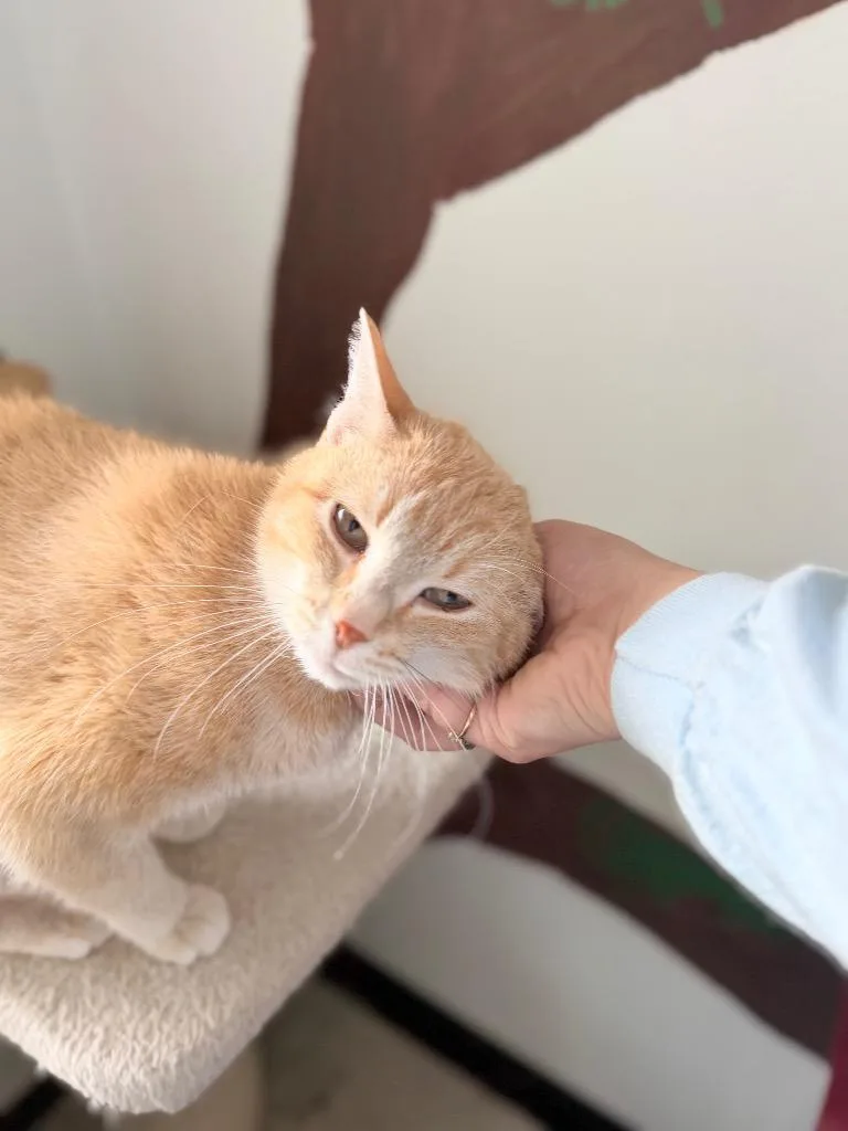 An adult medium-sized female Domestic Short Hair cat named Rarity for adoption in Menomonie, WI