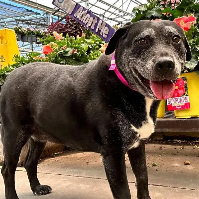 An adult large-sized female Pit Bull Terrier dog named Syrup for adoption in Las Vegas, NV