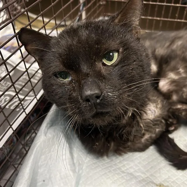 An adult medium-sized male Domestic Short Hair cat named Tomas for adoption in San Antonio, TX