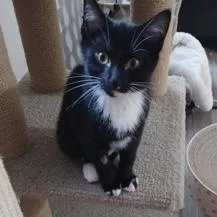 A baby small-sized female Black & White / Tuxedo Domestic Short Hair cat named Stella for adoption in Rochester, MN