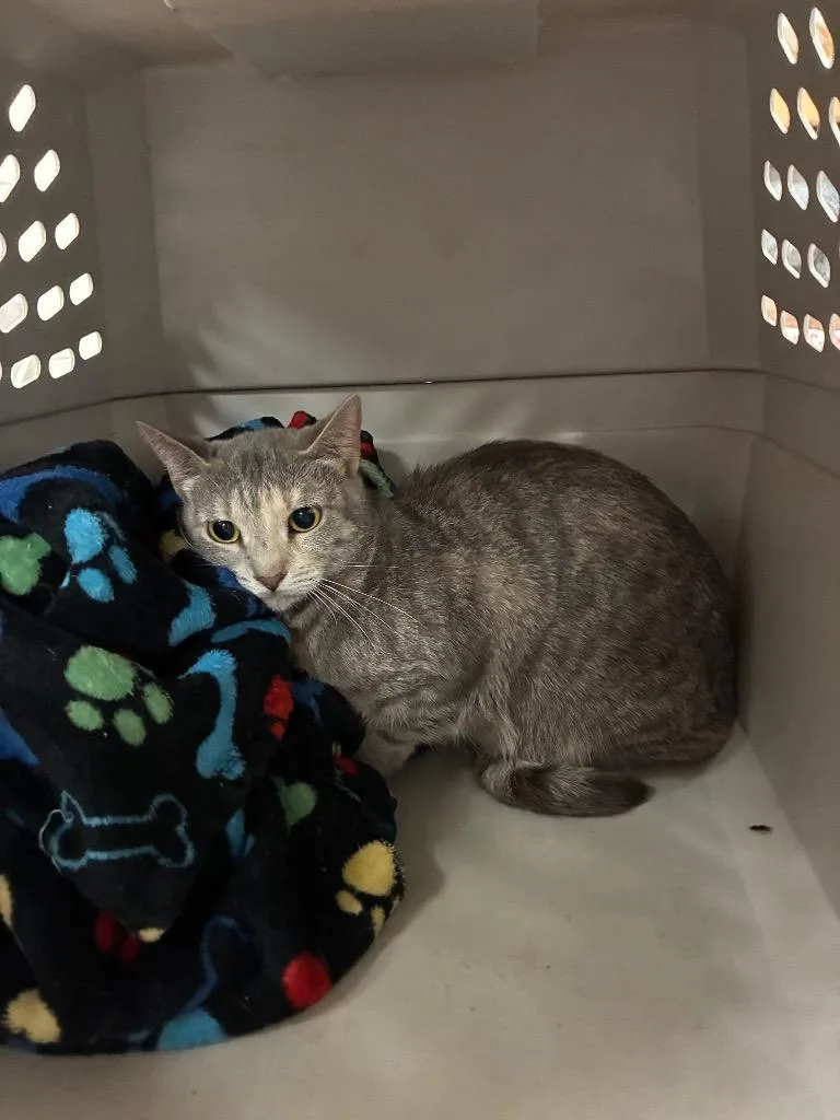A young small-sized female Domestic Short Hair cat named Ruby for adoption in Bossier City, LA