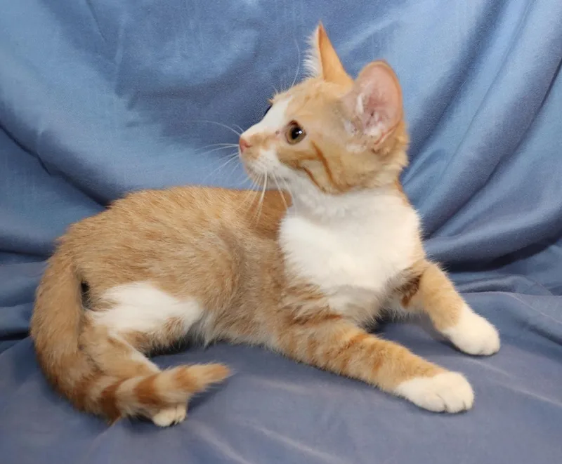 A baby medium-sized male Tabby (Orange / Red) Domestic Short Hair cat named Percy for adoption in Euclid, OH