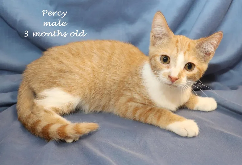 Percy thumbnail 3