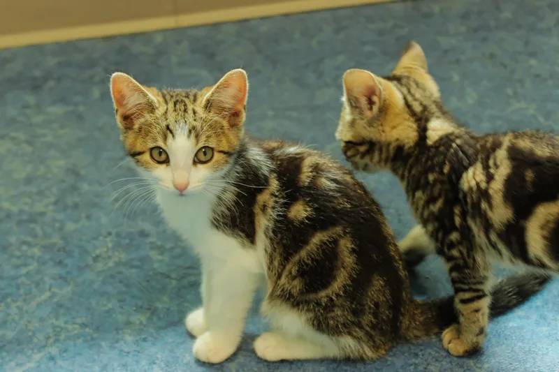 A baby medium-sized female Tabby (Brown / Chocolate) Domestic Short Hair cat named Tansy for adoption in Urbana, OH