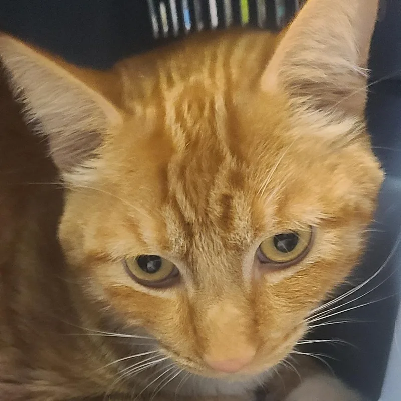 An adult small-sized male Orange / Red Domestic Short Hair cat named Benjamin for adoption in Hemet, CA