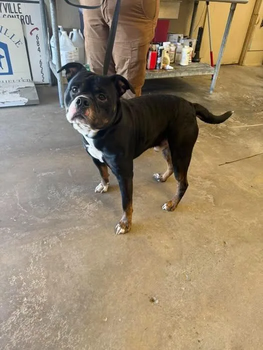 A young medium-sized male Rottweiler dog named Petey for adoption in Shelbyville, TN