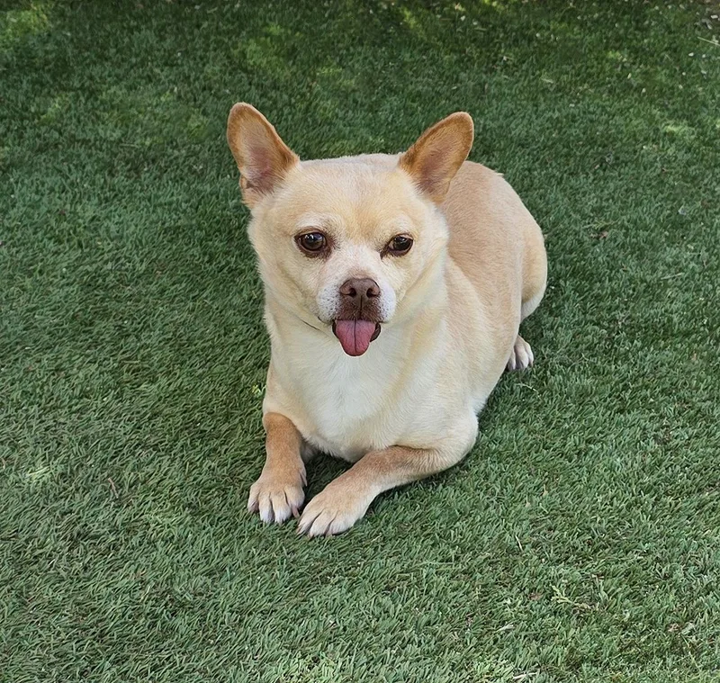 An adult small-sized male Golden Chihuahua dog named Noble Lil Mr Nelson for adoption in Albuquerque, NM