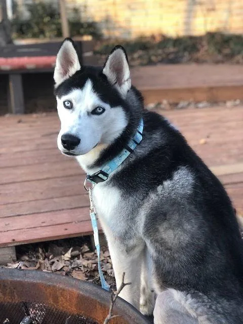 Bobo Leon thumbnail 2