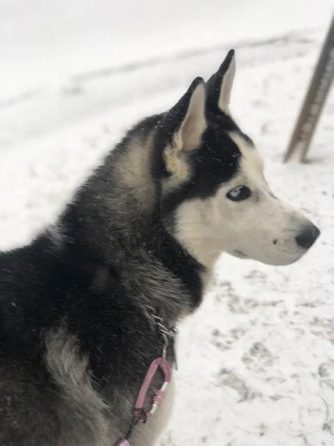 Bobo Leon thumbnail 3