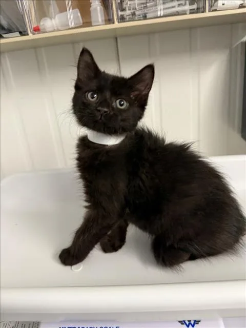 A baby small-sized male Black Domestic Medium Hair cat named Simon for adoption in Woodland, CA