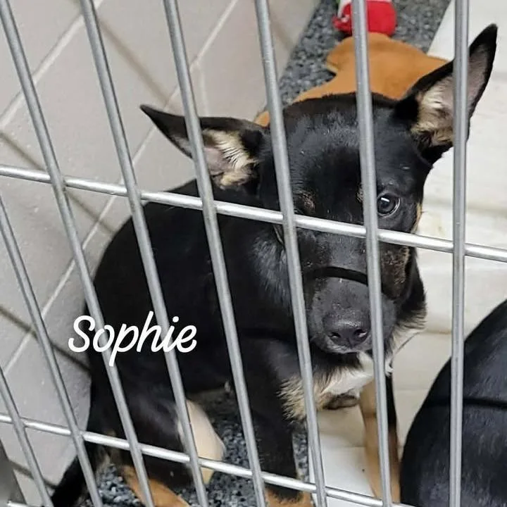 A baby small-sized female Black German Shepherd Dog dog named Sophie for adoption in Buchanan Dam, TX