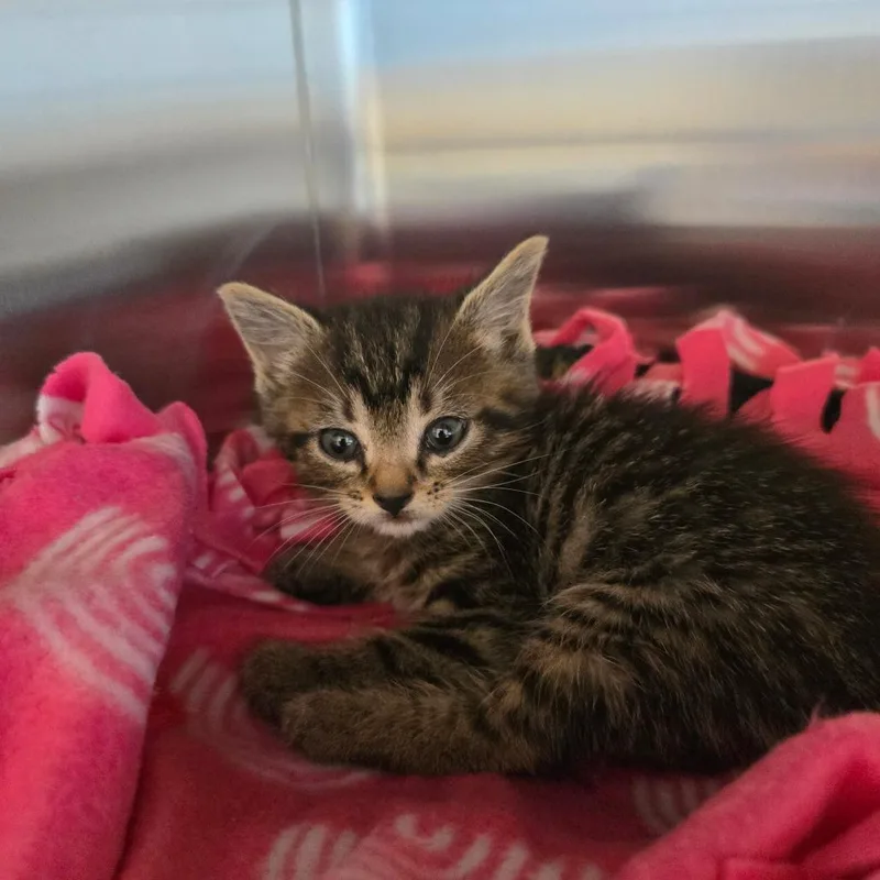 A baby small-sized male Brown / Chocolate Domestic Short Hair cat named Sugarloaf for adoption in Naples, FL
