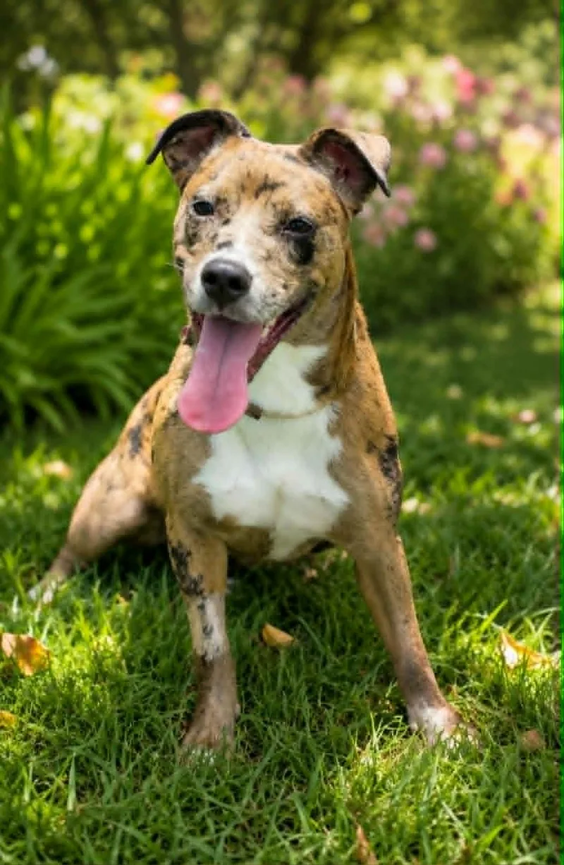 A young medium-sized female Merle (Red) Catahoula Leopard Dog dog named Romina for adoption in Allen, TX
