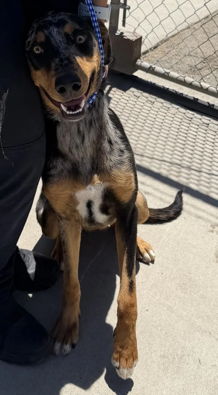 An adult medium-sized female Merle (Blue) Catahoula Leopard Dog dog named Kona for adoption in Oakdale, CA