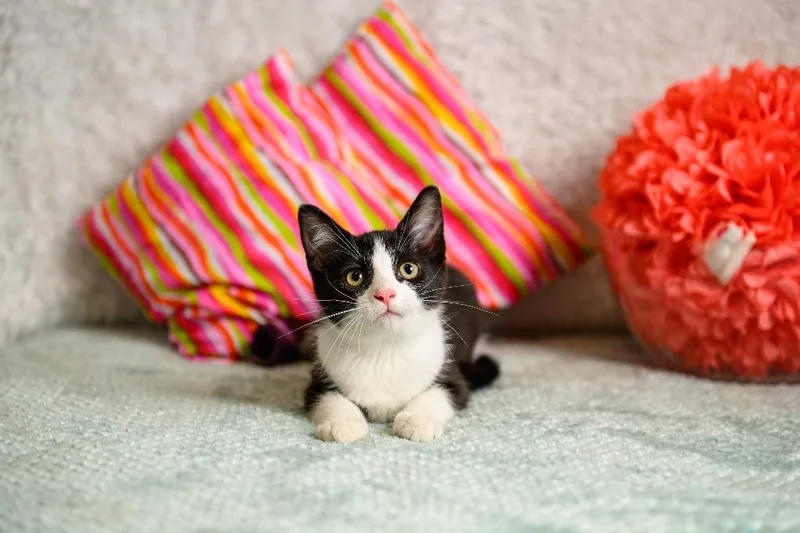 A baby small-sized female Domestic Short Hair cat named Lacy for adoption in Roanoke, TX