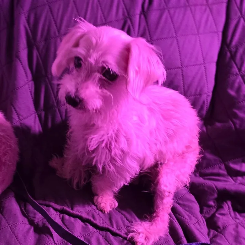 Daisy