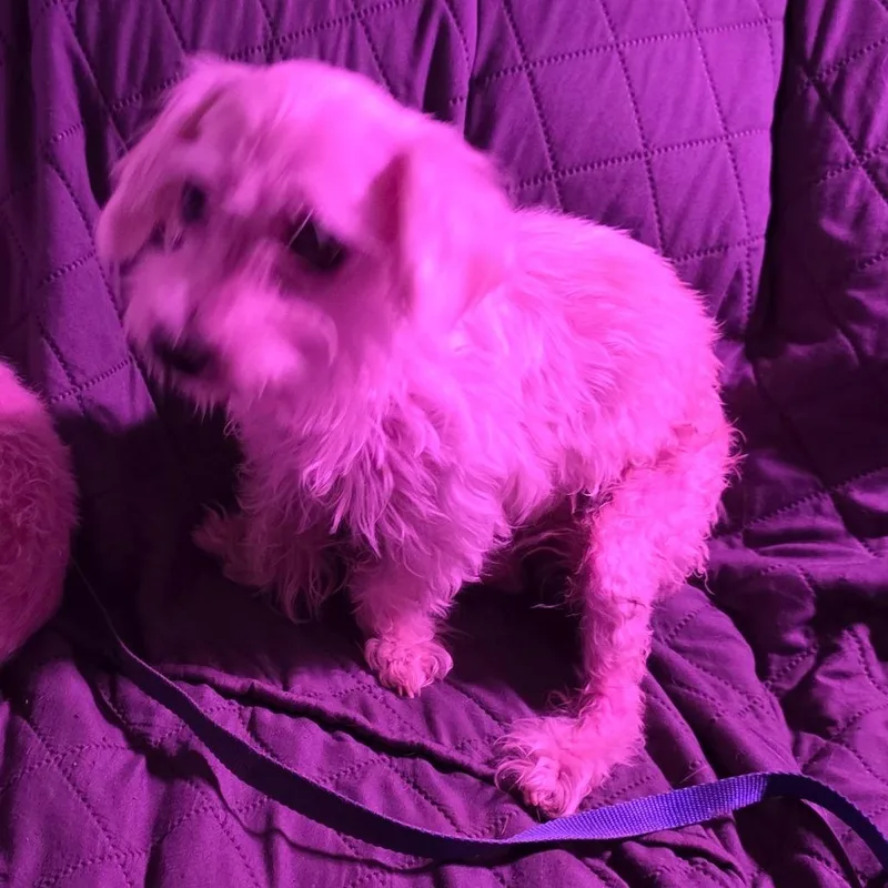 Daisy thumbnail 2