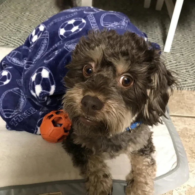 A senior small-sized male Brown / Chocolate Yorkshire Terrier dog named Ben for adoption in Riverside, CA
