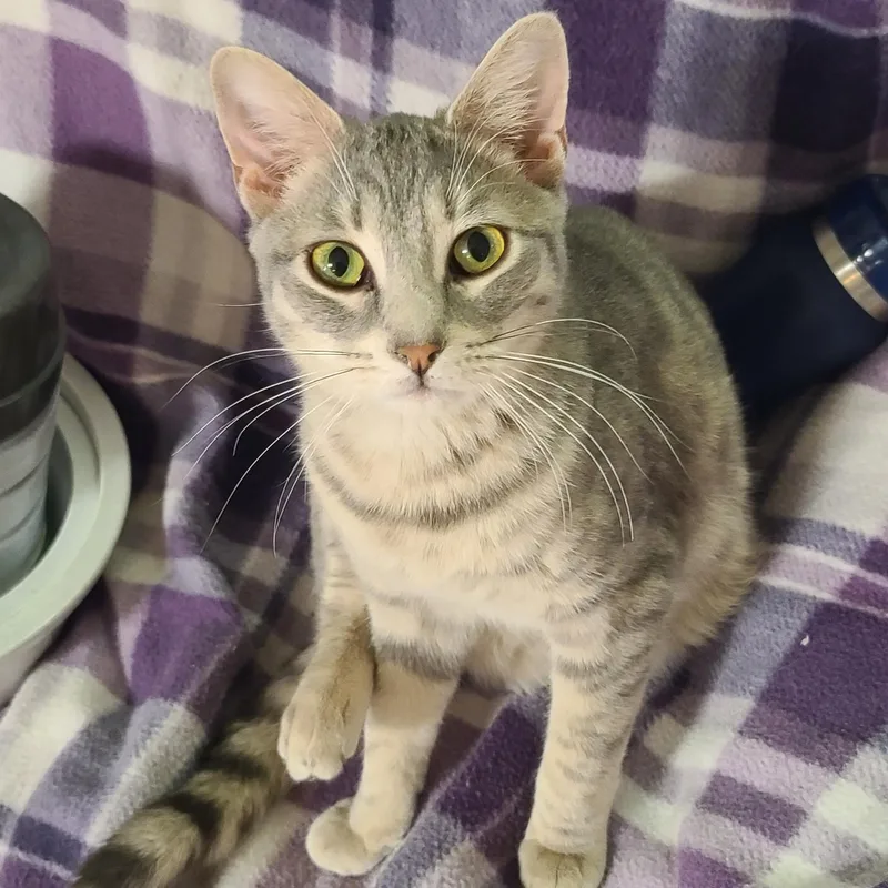 An adult medium-sized male Gray / Blue / Silver Domestic Short Hair cat named Bansky for adoption in Germansville, PA