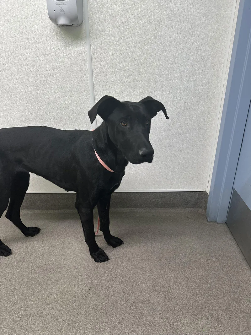 Gracie Lou thumbnail 3