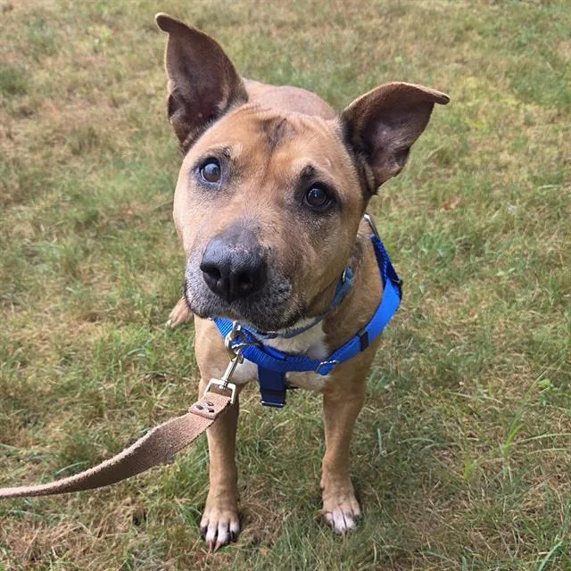 A senior medium-sized female Pit Bull Terrier dog named Mandy for adoption in Centerville, MA