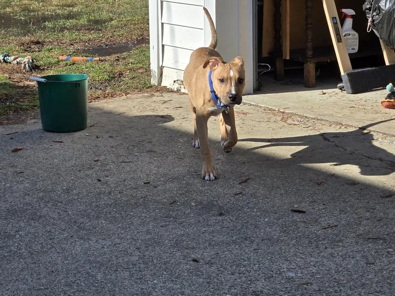 A baby medium-sized male Terrier dog named Apollo for adoption in Plymouth, MI