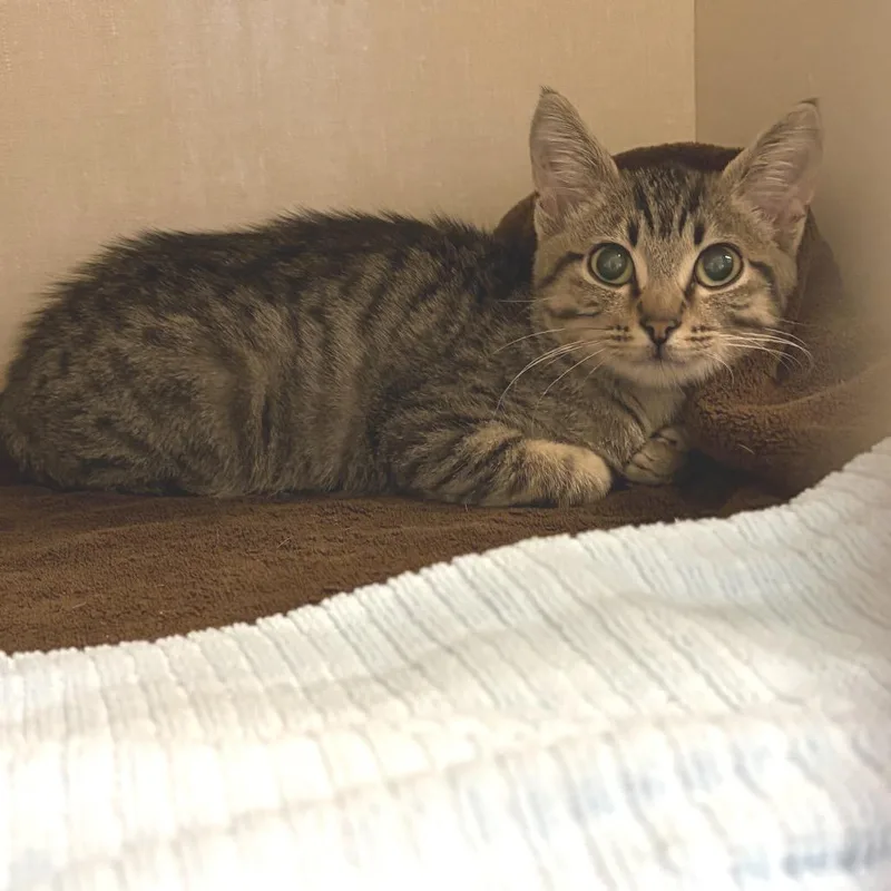 A baby small-sized male Brown / Chocolate Domestic Short Hair cat named Fuzzy for adoption in San Antonio, TX